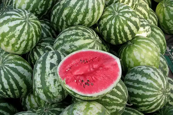 تصویر 2 از قیمت خرید هندوانه وینستون عمده + فروش ویژه